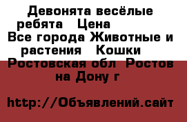 Девонята весёлые ребята › Цена ­ 25 000 - Все города Животные и растения » Кошки   . Ростовская обл.,Ростов-на-Дону г.